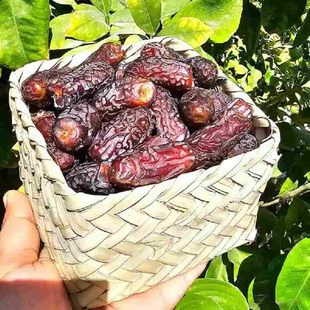 خرما پیارم برتر با بافت گوشتی و شیرینی متعادل